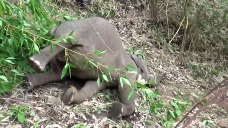 Blesk v Indii usmrtil 18 slonů